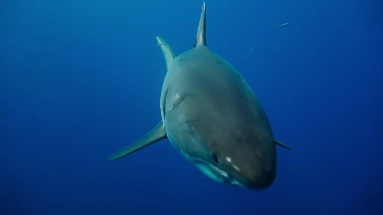 Deep Blue Sea 2 (2018) #Film #Stream #Deutsch #HD