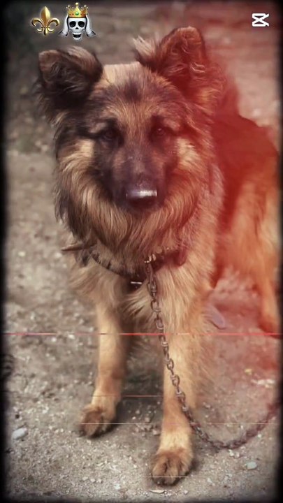 German Shepherd