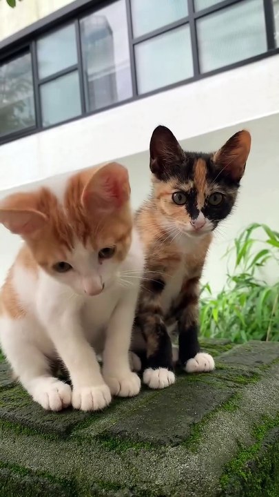 Two Cute Kittens Looking at the Camera and Playfully Moving Their Paws.” 🐾😺