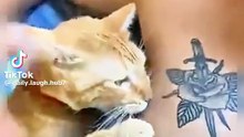 Funny cats