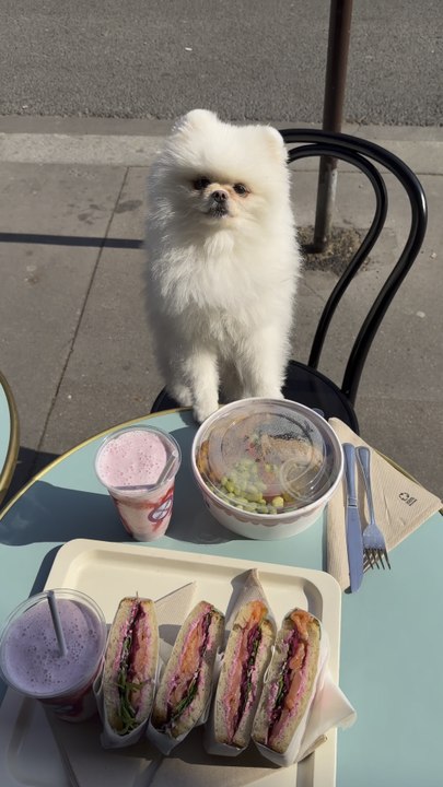 Enjoying a sunny terrace in Paris with my dog and some delicious restaurant food — simple moments, best memories. 🐶🍽️
