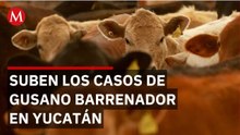 Aumentan casos de gusano barrenador en Yucatán; suman mil 654 en 100 municipios