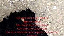 The WOODLOUSE spider