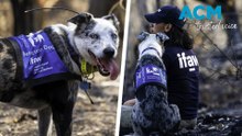Bear the koala detection dog readies for retirement