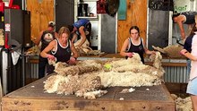 Trial reveals secrets: key fleece traits driving an almost $50 gap in values