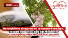 Pagpaparami ng agarwood, high-value industry pero hitik din sa panganib?! | Kapuso Mo, Jessica Soho