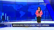 Jejak Sejarah Nabi Muhammad di Mafraq Yordania, Pohon Sahabi Berusia 1.500 Tahun | KOMPAS PAGI
