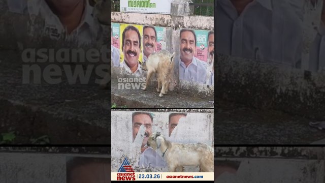 വിശപ്പിന് എന്ത് രാഷ്ട്രീയം,ആലുവ UDF സ്ഥാനാര്‍ത്ഥി അന്‍വര്‍ സാദത്തിന്‍റെ പോസ്റ്റര്‍ അകത്താക്കി ആട്