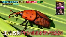 クレイジージャーニー クレイジージャーニーが月曜深夜にお引越し！ 深夜に返り咲き記念！2夜連続！過去の禁断ジャーニー旅第1夜 - 2026年03月23日