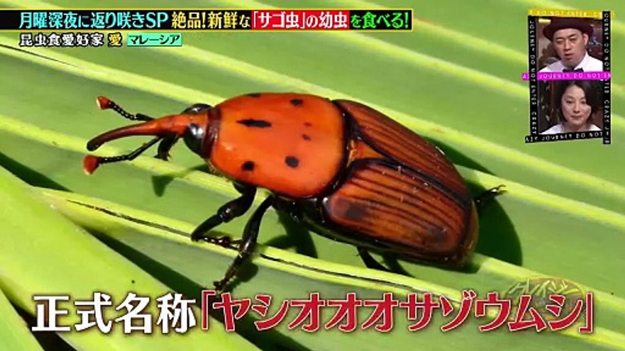 クレイジージャーニー クレイジージャーニーが月曜深夜にお引越し！ 深夜に返り咲き記念！2夜連続！過去の禁断ジャーニー旅第1夜 - 2026年03月23日