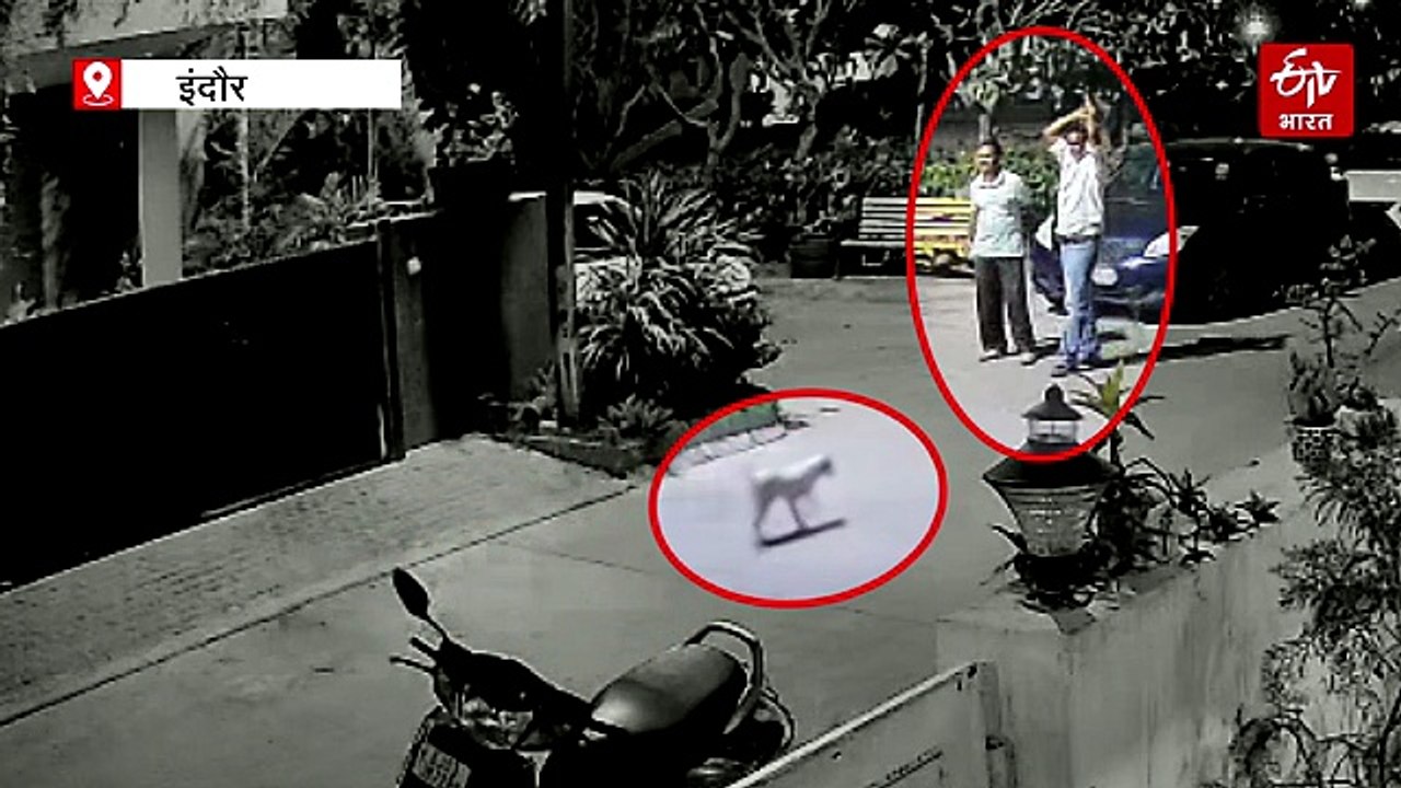 इंदौर में डॉग के पपी बेरहमी से मारा, सिर पर डंडा मारकर उतारा मौत के घाट, वीडियो आया सामने