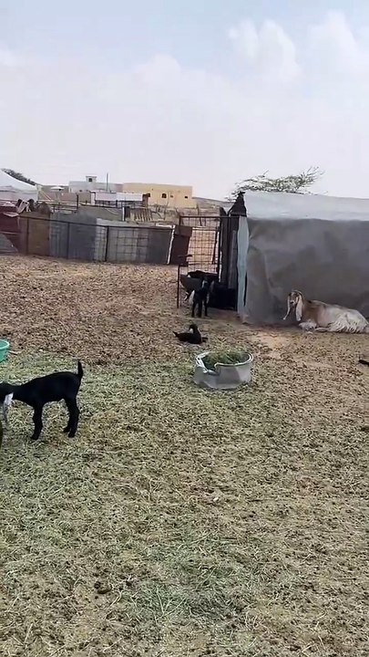 funny goat