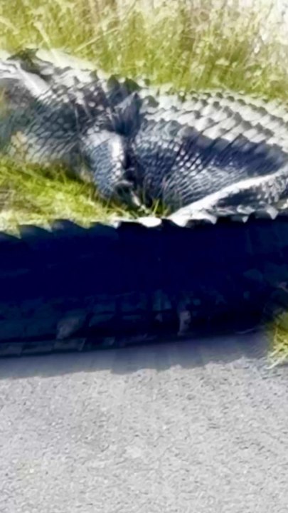 Les everglades en Floride, ça vaut le coup ? #floride #everglades #miami #aventure #voyage