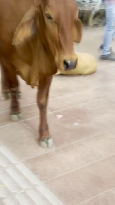 Pourquoi il y a des vaches partout en Inde ? #inde #voyage #humour #divertissement #india