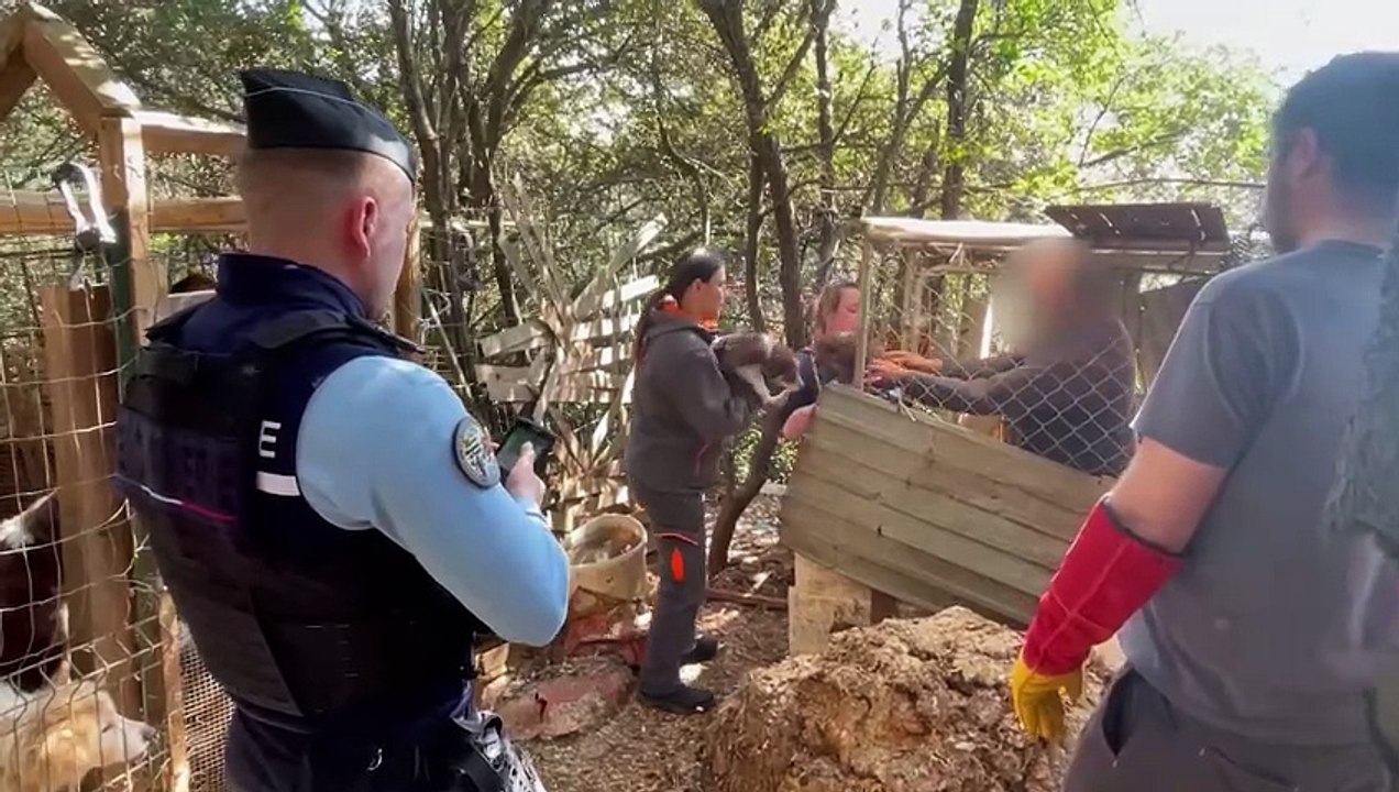 823 animaux sauvés d'un élevage clandestin de l'horreur dans le Var