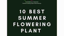 Best Summer Flowering Plants for Bright Outdoor Gardens