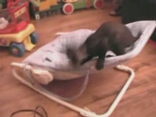 Dakini Delignt Princesse Devon Rex de trois mois