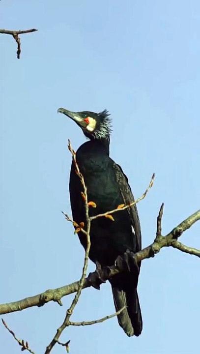 Great Cormorant.🖤....#nature #life #relax #rihlasaw