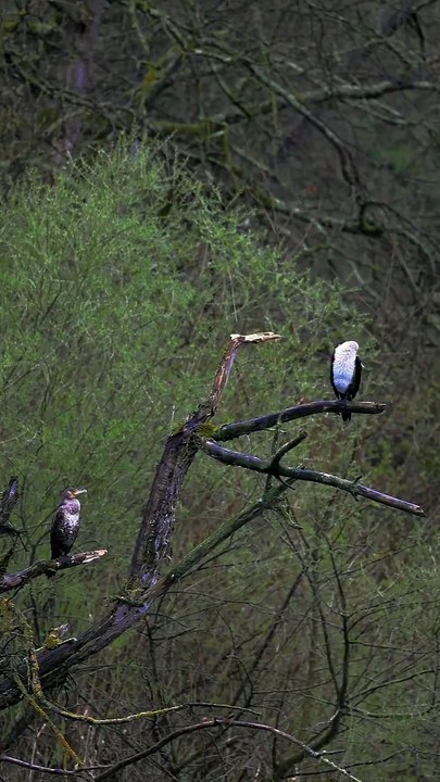 Natures music