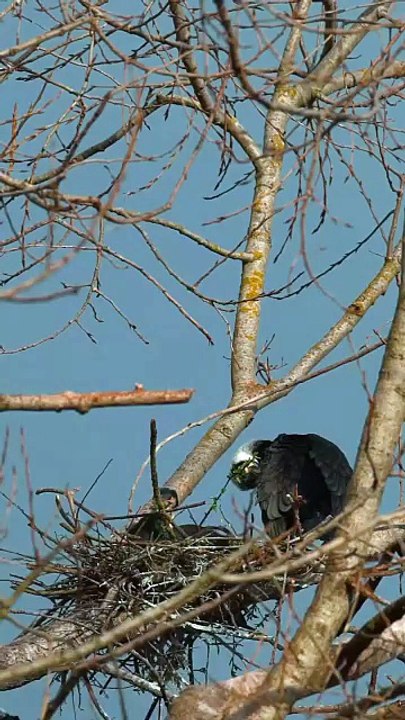 Birds welcome spring