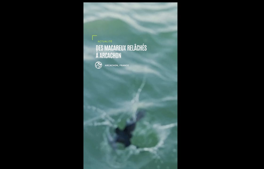 Macareux: les rares survivants des tempêtes hivernales relâchés dans la nature