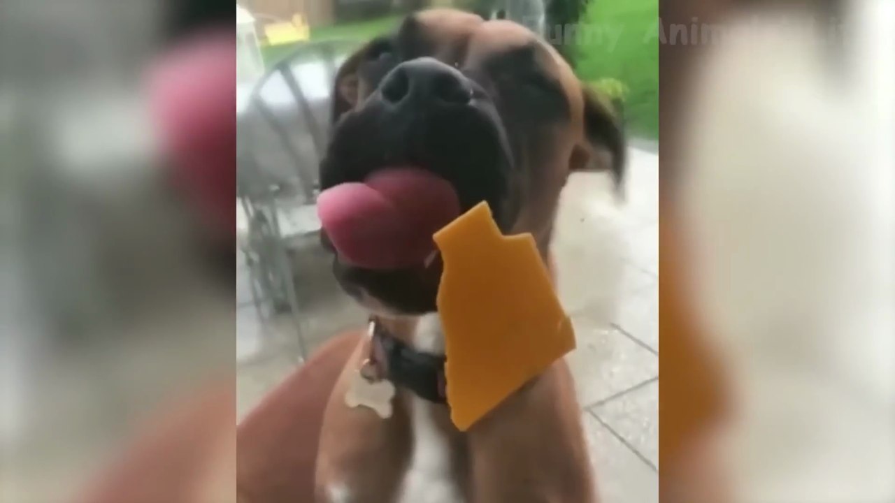 Best Animal Videos 2026 😂 - Funniest Dogs 🐶 And Cats 😺 Moments