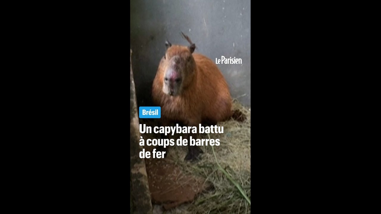 Brésil : 8 personnes arrêtées après avoir battu un capybara
