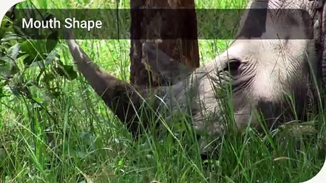 Black Rhino vs. White Rhino: Biological Differences 🦏