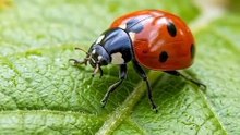 Ladybug closeup short