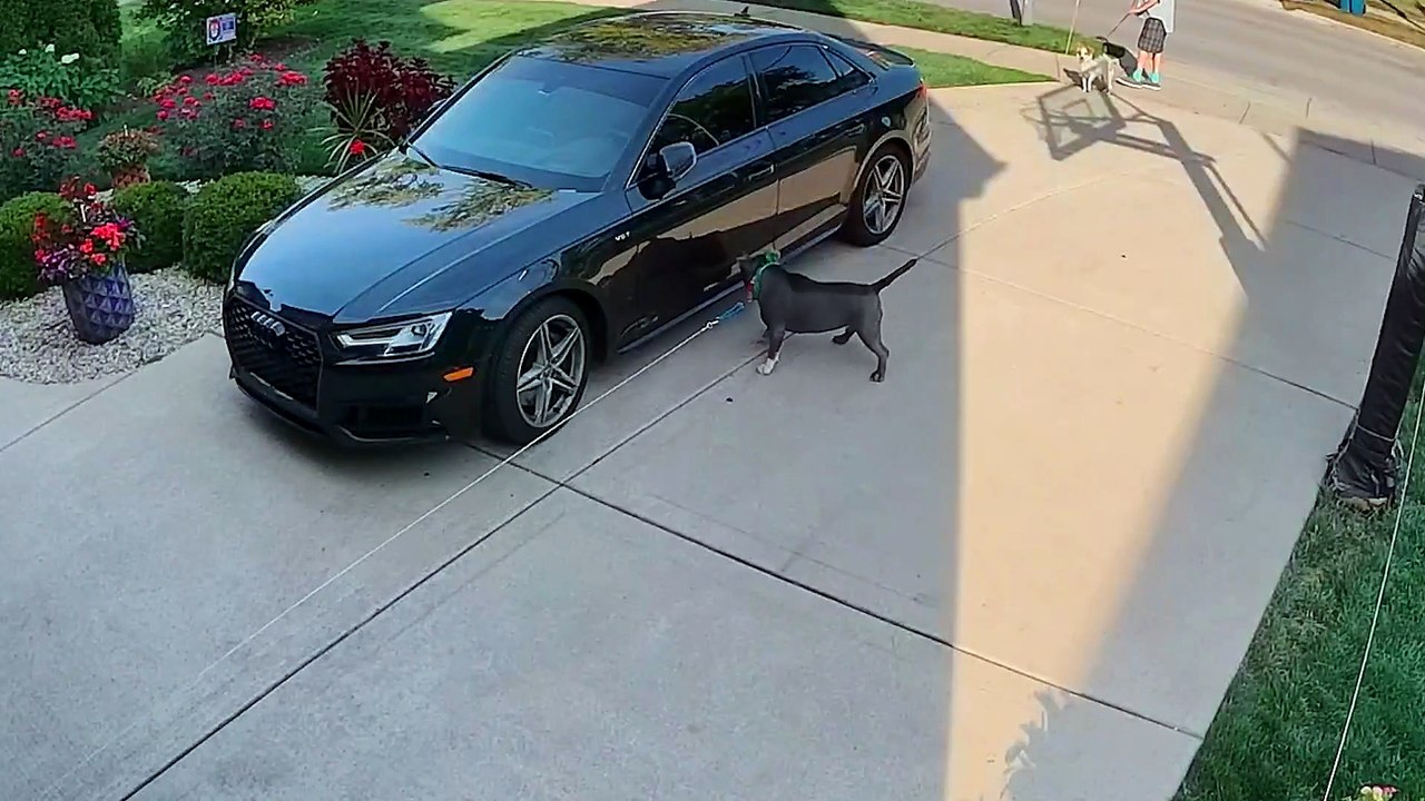 Pet Fails Only