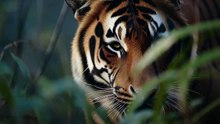 Tiger’s Silent Jungle Hunt