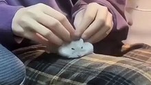 This Hamster Was Living the Dream