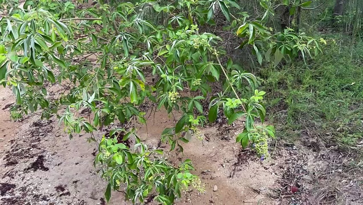 Coastal Vitex 01
