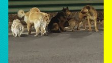 ¡Siete perros escapan de un camión ilegal y recorren 17 km para volver con sus dueños!