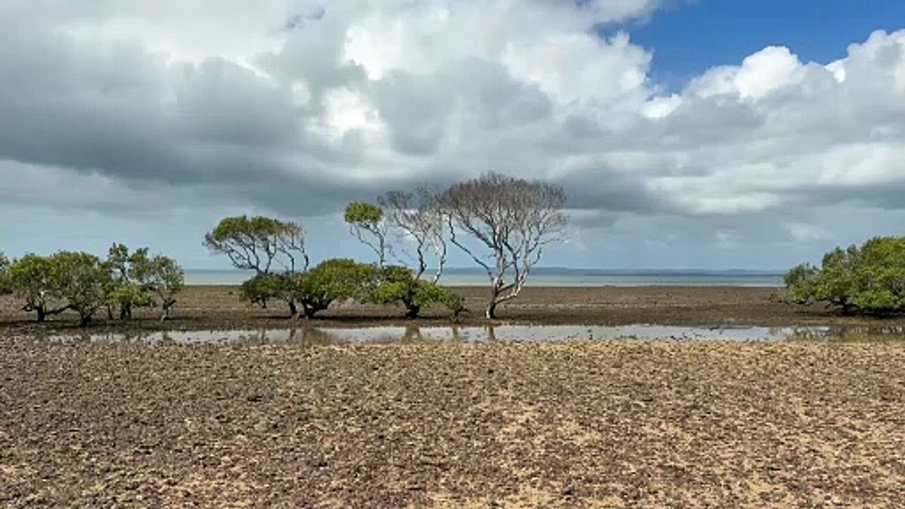 Tidal flats - Mangrove trees