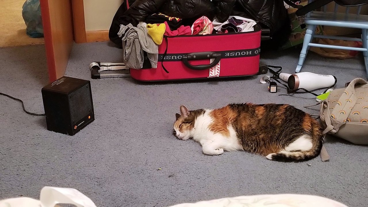 Elsie is too comfy to object to the paparazzi at the moment. | #SparklegleamFarm #Elsie #farm #LadyChunkerella #cat #catlife #cute