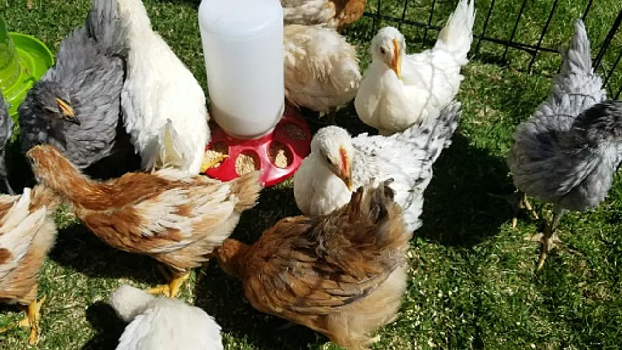 Unusually quiet feeding time with the flock. | #SparklegleamFarm #Chicken #Lemongrab #homestead #goose #farmanimals #UNACCEPTABLE #cute