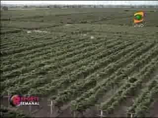 Pisco con P de Peru (1 de 2)