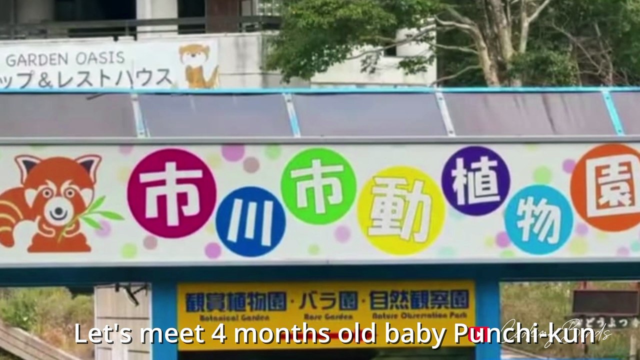 4 months old Japanese Baby Monkey Punch | Have You Seen 4 Months Old Punch Playing with his 2 Dads : Kosuke Shikano and Shumpei Miyakoshi ? ?