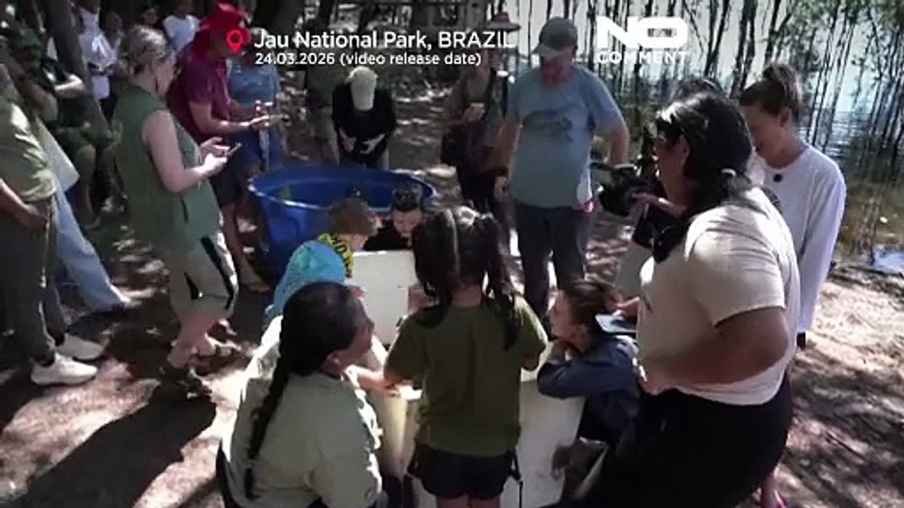 1.500 amazonasschildkröten im brasilianischen rio negro freigelassen