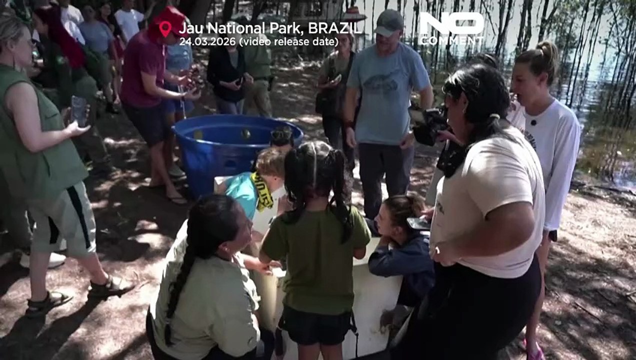 Liberan 1.500 tortugas amazónicas en el río Negro de Brasil