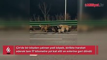 Çin'de filmleri aratmayan kaçış! Zinciri kırıp 17 km koştular: Kaçırılan 7 köpeğin hikâyesi