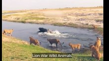 Lion War Wild Animals