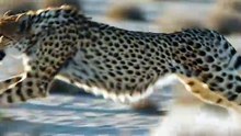 Cheetah Speed Chase