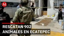 Rescatan 902 animales en caso extremo de maltrato en Ecatepec