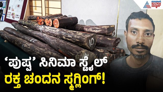 ₹7 ಲಕ್ಷ ಮೌಲ್ಯದ 285 ಕೆಜಿ ಕೆಂಪು ಬಂಗಾರ ಸೀಜ್! | Red Sandalwood Smuggling | Bengaluru | Suvarna News