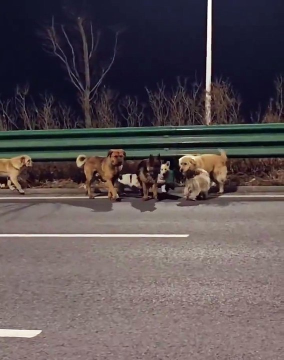 Siete perros robados a sus dueños se escapan de sus captores y regresan a casa