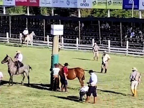Jineteadas en basto oriental y en pelo - Patria Gaucha 2026 - Tacuarembó 07/03/2026