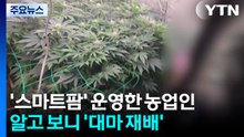 '스마트팜' 운영한 청년 농업인...알고 보니 '대마 재배' / YTN