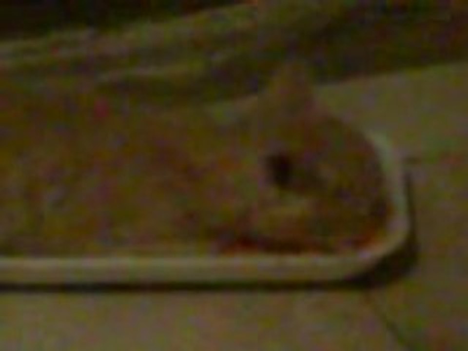 il mio gatto